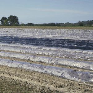 Mulchleinwand