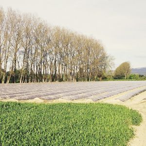 Mulchleinwand