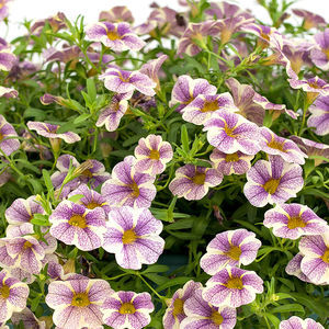 Blumensaaten / einjährige Pflanze