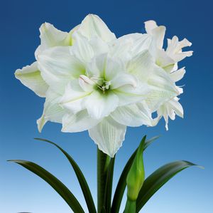 Staude-Blumenpflanzling