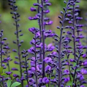 Staude-Blumenpflanzling