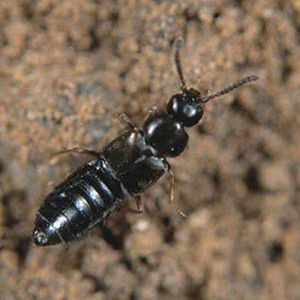 Käfer gegen Thrips