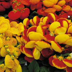 Blumenpflanzling / einjährige Pflanze
