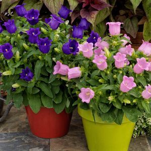 Blumenpflanzling / einjährige Pflanze
