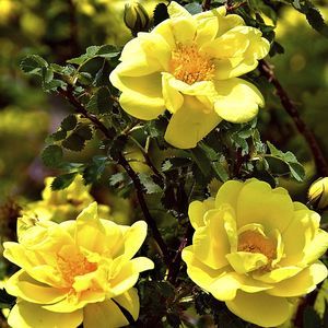 gelber Blumenpflanzling