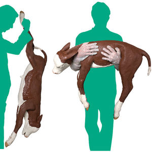 Veterinärsimulator für Dystokie