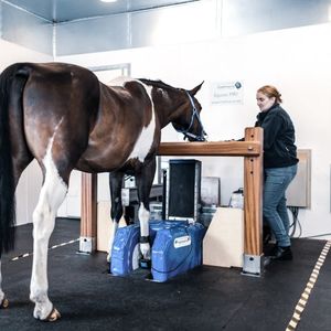 Veterinär-MRT-System / für Pferde