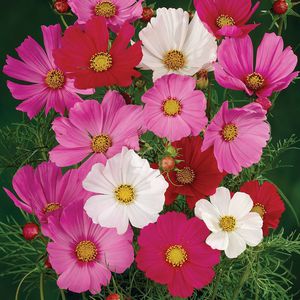 Blumensaat / einjährige Pflanze