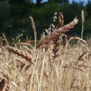 biologische Vegetationsdecke