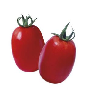 rote Tomatensaat