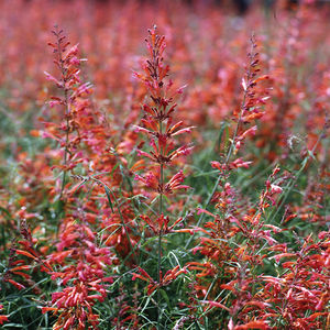 Blumenpflanzlinge / einjährige Pflanze