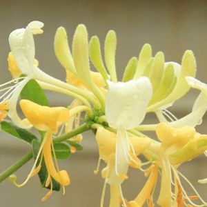 Staude-Blumenpflanzling