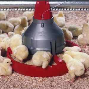 Teller für Geflügel 1