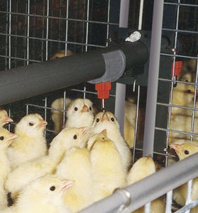 Tränke für Geflügel 1