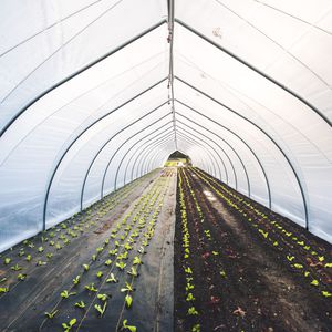 Tunnel-Gewächshaus / für Produktionszwecke / Kunststoff / temporär