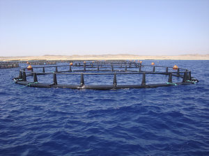 schwimmender Fischkäfig