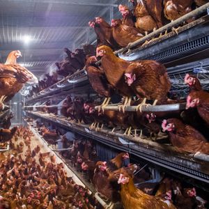 Aufzuchtsystem für Junghennen 1