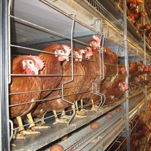 Aufzuchtsystem für Junghennen 1