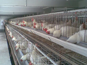 Mastgeflügelsystem in Käfigen 1