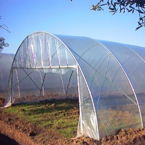 mehrschiffiges Gewächshaus