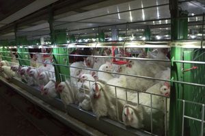 Mastgeflügelsystem in Käfigen