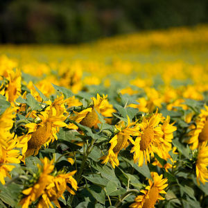 frühe Sonnenblumensaaten