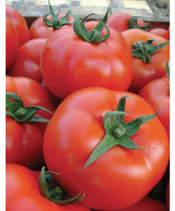 rote Tomatensaaten