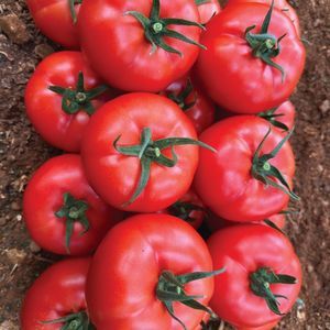 rote Tomatensaat