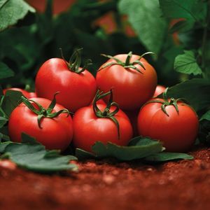 rote Tomatensaat