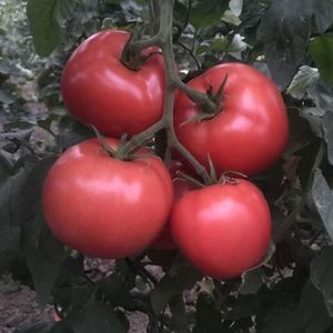 Rosa-Tomatensaaten