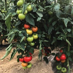 rote Tomatensaat