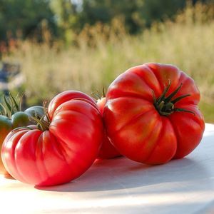 rote Tomatensaat