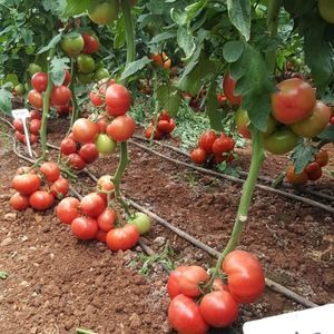 Rosa-Tomatensaaten