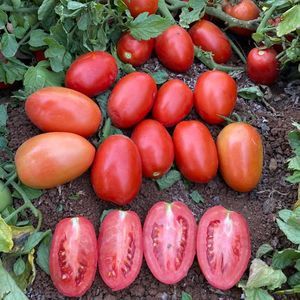 rote Tomatensaat