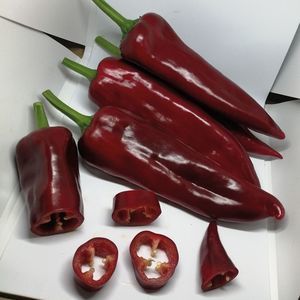 mittelfrühe Paprikaschotensaaten