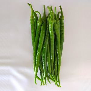 frühe Paprikaschotensaat