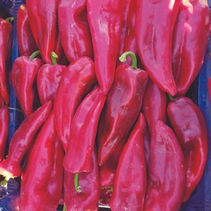 rote Paprikaschotensaat