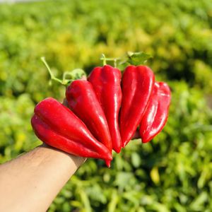rote Paprikaschotensaat