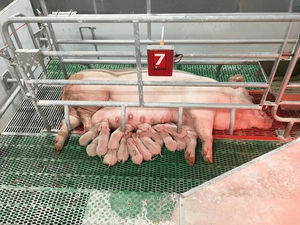 Wurfkäfig für Schweine