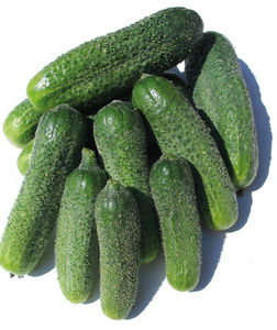 frühe Gewürzgurkensaat