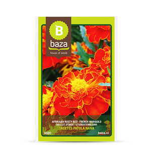 Blumensaaten / einjährige Pflanze