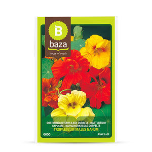 Blumensaaten / einjährige Pflanze