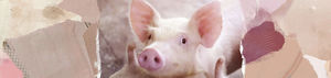 Nahrungsergänzungsmittel für Tiere