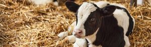 Nahrungsergänzungsmittel für Tiere