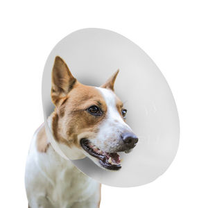 Halsband für Hunde