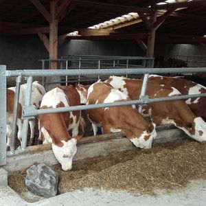 Fressgitter für Rinder 1