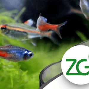 Futterzusatz für Fisch