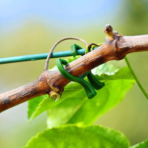 Stützclip für Tomaten 1