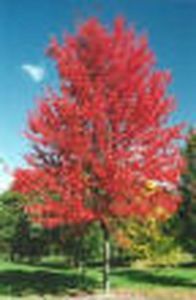 Laubbaum Baum