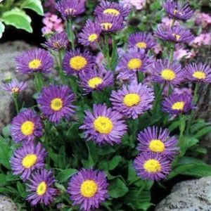 Staude-Blumenpflanzling 1